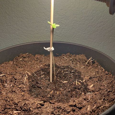 Gentleman skunk growlog photo