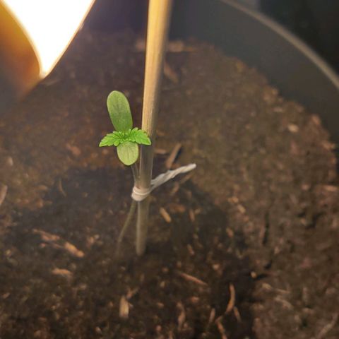 Gentleman skunk growlog photo