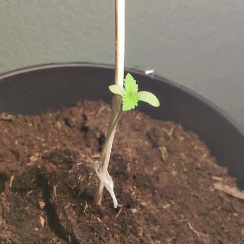 Gentleman skunk growlog timeline photo