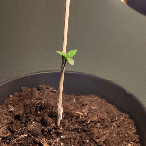 Gentleman skunk growlog timeline photo