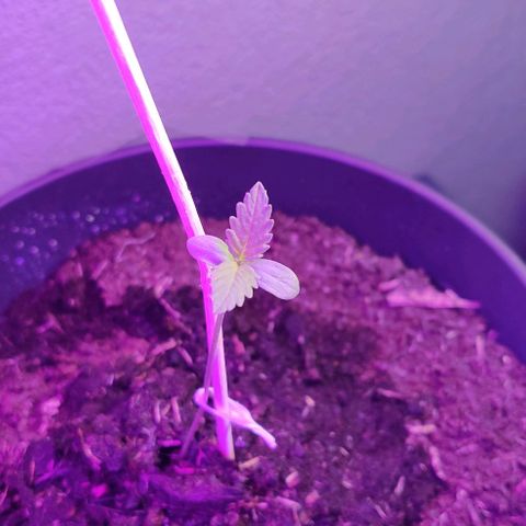 Gentleman skunk growlog photo: New minor ali express lights arrived. My interest in growing had raised. 
