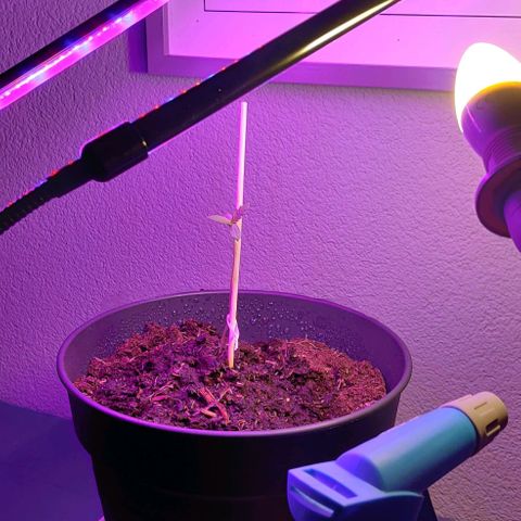 Gentleman skunk growlog photo: New minor ali express lights arrived. My interest in growing had raised. 