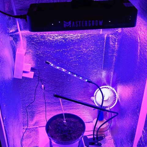 Gentleman skunk growlog photo: My interest into growing went through the roof. Build a little cabin for the plant with a better aliexpress light it's 600watt but it uses just 30 watt in vegetive mode. Looks decent for the price. Also ordered a lot of other stuff that is waiting for arrival. Pretty happy with the build only downside is that it's not airtight and i should find a solution for it. 