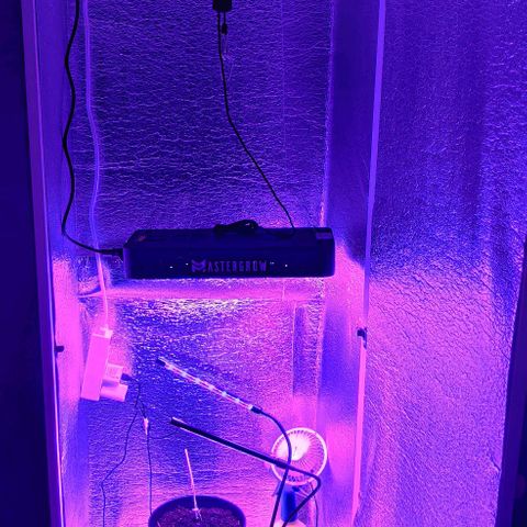 Gentleman skunk growlog photo: My interest into growing went through the roof. Build a little cabin for the plant with a better aliexpress light it's 600watt but it uses just 30 watt in vegetive mode. Looks decent for the price. Also ordered a lot of other stuff that is waiting for arrival. Pretty happy with the build only downside is that it's not airtight and i should find a solution for it. 