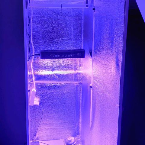 Gentleman skunk growlog photo: My interest into growing went through the roof. Build a little cabin for the plant with a better aliexpress light it's 600watt but it uses just 30 watt in vegetive mode. Looks decent for the price. Also ordered a lot of other stuff that is waiting for arrival. Pretty happy with the build only downside is that it's not airtight and i should find a solution for it. 