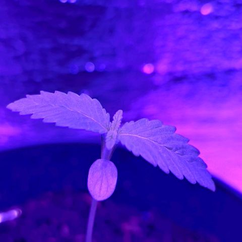Gentleman skunk growlog photo: Plant is growing decent in my eyes. He likes his new home and i can't wait to measure and control his environment to make him even shine more. 