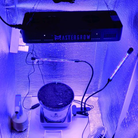 Gentleman skunk growlog photo: Overall big update. Added some soil to make him more stable and some juicy photos. 