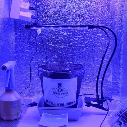 Gentleman skunk growlog photo: Overall big update. Added some soil to make him more stable and some juicy photos. 