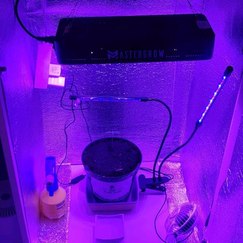 Gentleman skunk growlog photo: Overall big update. Added some soil to make him more stable and some juicy photos. 