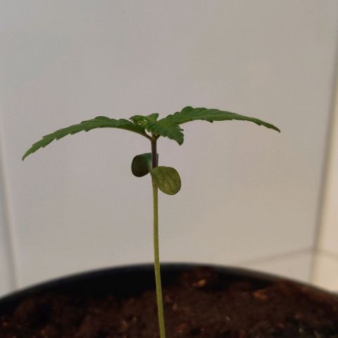 Gentleman skunk growlog photo: Overall big update. Added some soil to make him more stable and some juicy photos. 