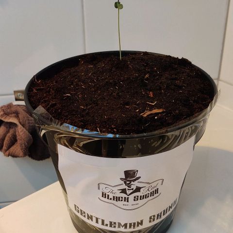 Gentleman skunk growlog photo: Overall big update. Added some soil to make him more stable and some juicy photos. 