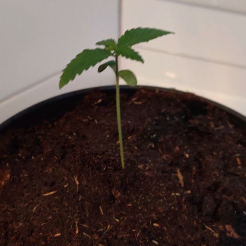 Gentleman skunk growlog photo: Overall big update. Added some soil to make him more stable and some juicy photos. 