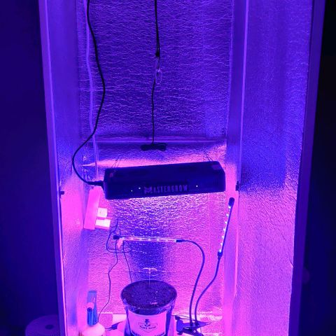 Gentleman skunk growlog photo: Overall big update. Added some soil to make him more stable and some juicy photos. 