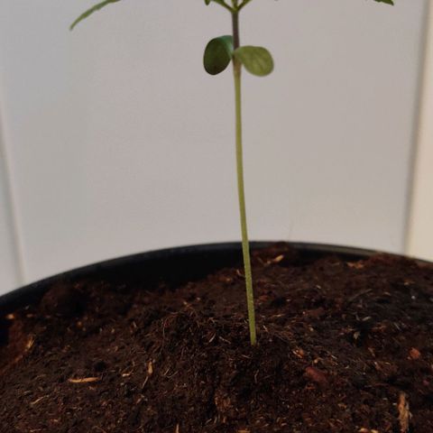 Gentleman skunk growlog photo: Overall big update. Added some soil to make him more stable and some juicy photos. 