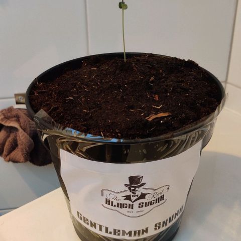 Gentleman skunk growlog timeline photo