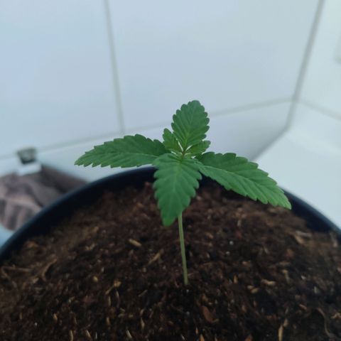 Gentleman skunk growlog photo: Two weeks into vegetive state wohooo. New leaves are starting to exist. 8.5cm in height and watering around 100ML a day atleast making the topsoil wet. 