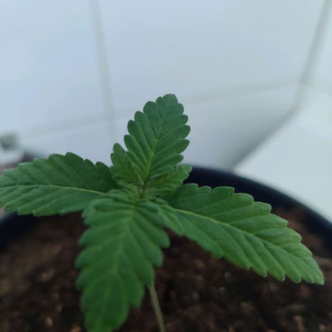 Gentleman skunk growlog photo: Two weeks into vegetive state wohooo. New leaves are starting to exist. 8.5cm in height and watering around 100ML a day atleast making the topsoil wet. 