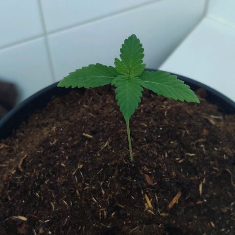 Gentleman skunk growlog photo: Two weeks into vegetive state wohooo. New leaves are starting to exist. 8.5cm in height and watering around 100ML a day atleast making the topsoil wet. 