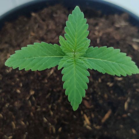Gentleman skunk growlog photo: Two weeks into vegetive state wohooo. New leaves are starting to exist. 8.5cm in height and watering around 100ML a day atleast making the topsoil wet. 