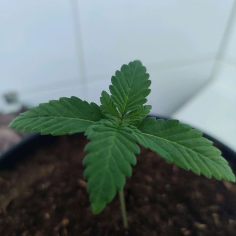 Gentleman skunk growlog photo: Two weeks into vegetive state wohooo. New leaves are starting to exist. 8.5cm in height and watering around 100ML a day atleast making the topsoil wet. 