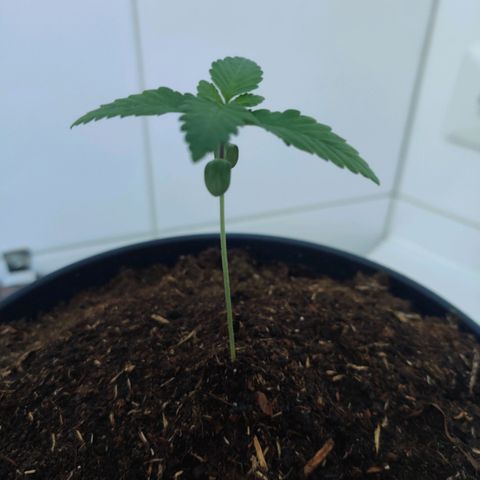 Gentleman skunk growlog photo: Two weeks into vegetive state wohooo. New leaves are starting to exist. 8.5cm in height and watering around 100ML a day atleast making the topsoil wet. 