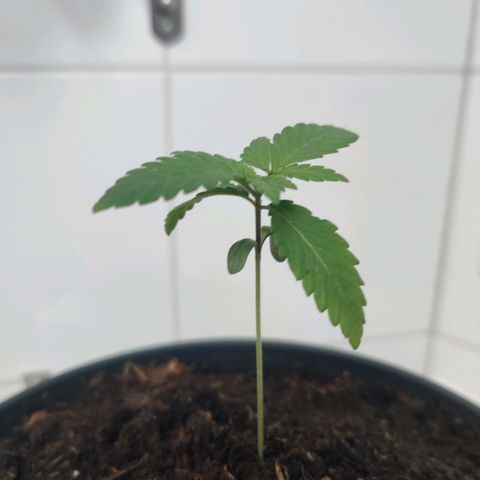 Gentleman skunk growlog photo: New leaves are shooting out. 