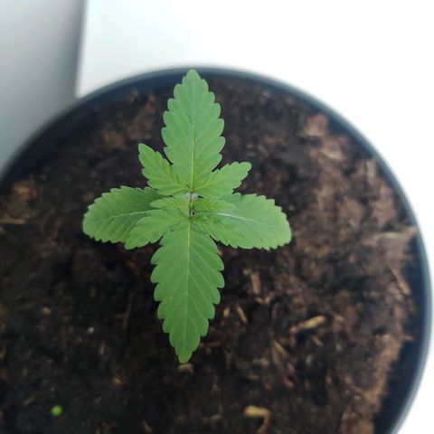 Gentleman skunk growlog photo: New leaves are shooting out. 