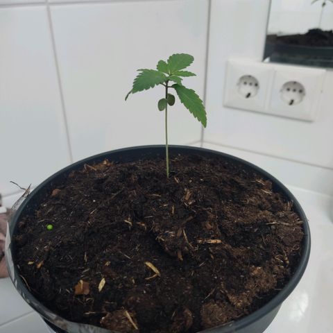Gentleman skunk growlog photo: New leaves are shooting out. 