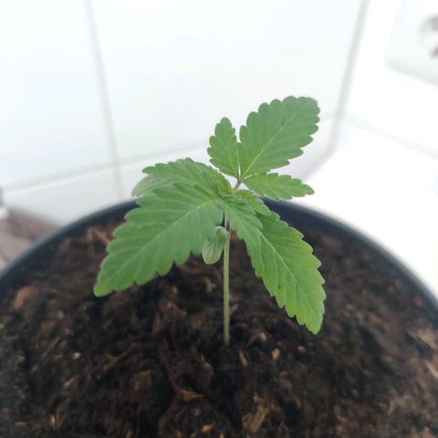 Gentleman skunk growlog photo: New leaves are shooting out. 