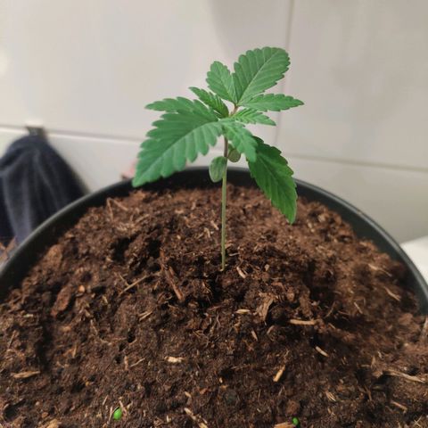 Gentleman skunk growlog photo: Lot's of leaves