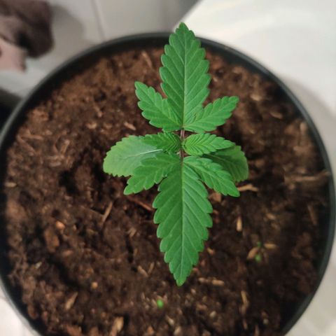 Gentleman skunk growlog photo: Lot's of leaves