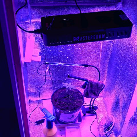 Gentleman skunk growlog timeline photo