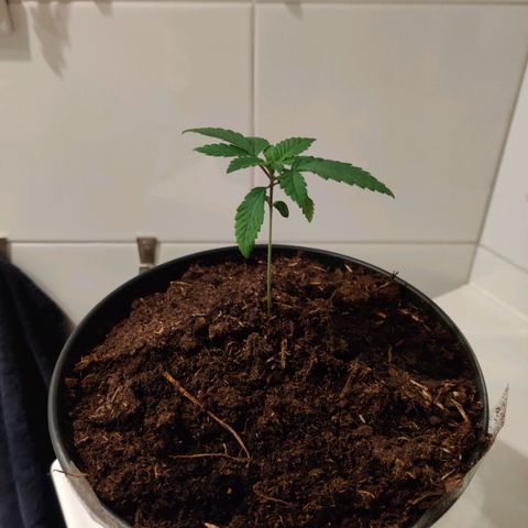 Gentleman skunk growlog timeline photo