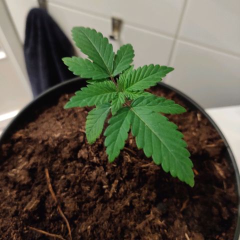 Gentleman skunk growlog timeline photo