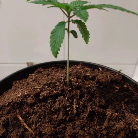 Gentleman skunk growlog timeline photo