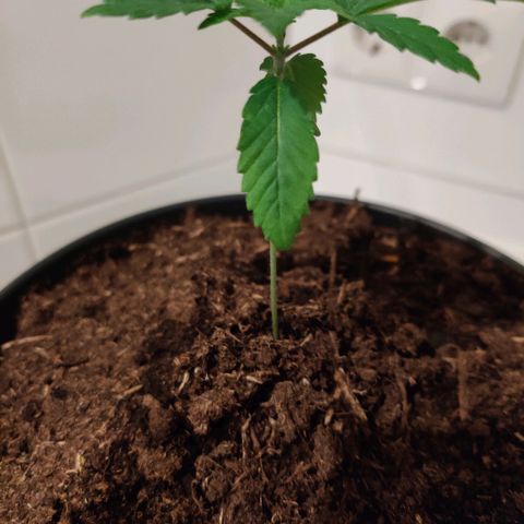 Gentleman skunk growlog timeline photo