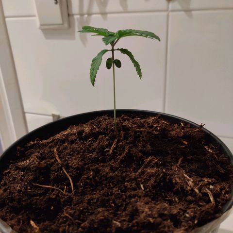 Gentleman skunk growlog timeline photo