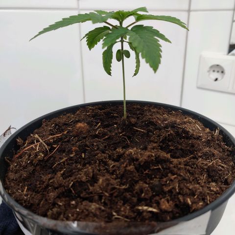 Gentleman skunk growlog photo: Doesn't feel like he is growing at all. 