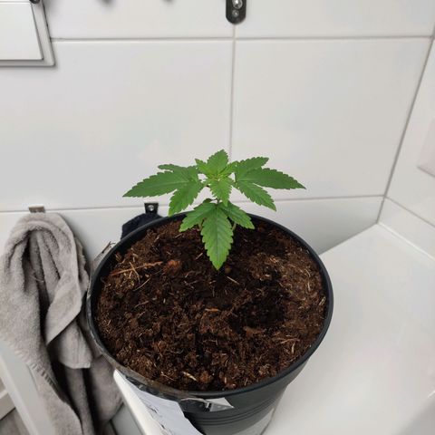 Gentleman skunk growlog photo: Doesn't feel like he is growing at all. 