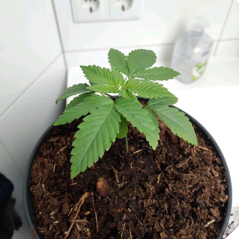 Gentleman skunk growlog photo: Doesn't feel like he is growing at all. 