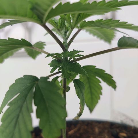 Gentleman skunk growlog timeline photo