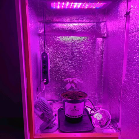 Gentleman skunk growlog timeline photo