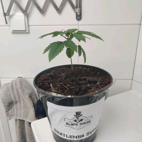 Gentleman skunk growlog timeline photo