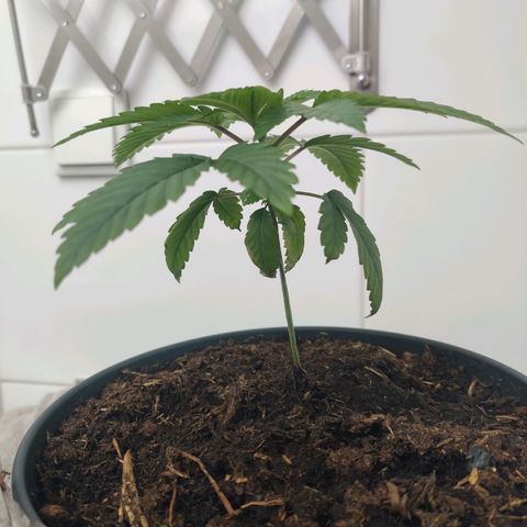 Gentleman skunk growlog timeline photo
