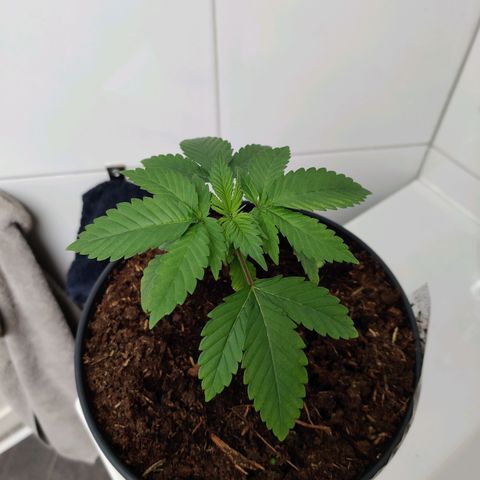 Gentleman skunk growlog timeline photo