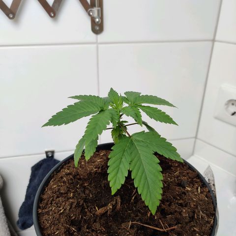 Gentleman skunk growlog timeline photo