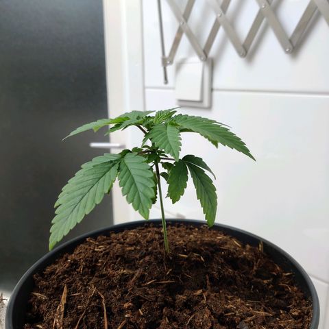 Gentleman skunk growlog timeline photo