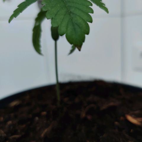 Gentleman skunk growlog timeline photo