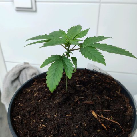 Gentleman skunk growlog timeline photo