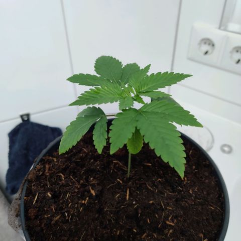 Gentleman skunk growlog timeline photo